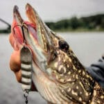 Тонке налаштування фрикціону: як уникнути обриву волосіні під час клювання великої риби