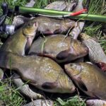 Лучшие приманки на щуку осенью: обзор и сравнение