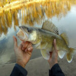 Фидерная ловля на течении: выбор оснастки и тактики