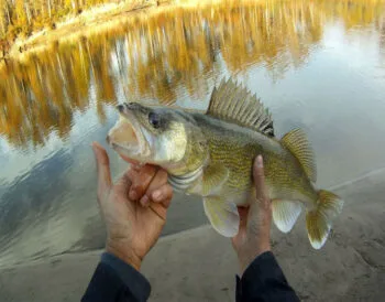 Осіннє полювання на судака