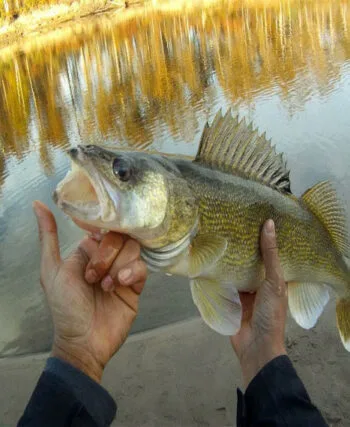 Осіннє полювання на судака