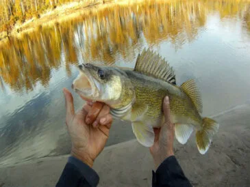 Осіннє полювання на судака