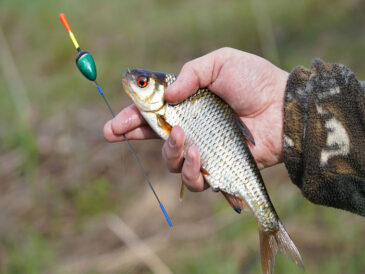 Техніка ловлі плітки на поплавкову вудку