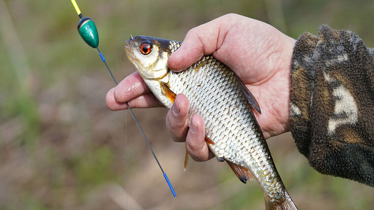 Техніка ловлі плітки на поплавкову вудку