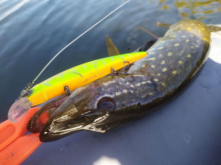 На Пслі починається щучий кльов