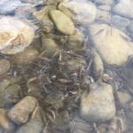 На Пслі починається щучий кльов: воблери перемагають джиг