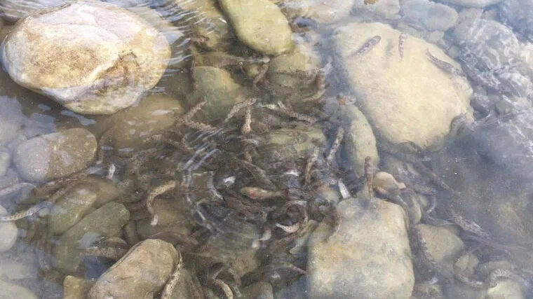 У річки Закарпаття випущено понад 2,7 тисячі екземплярів струмкової форелі