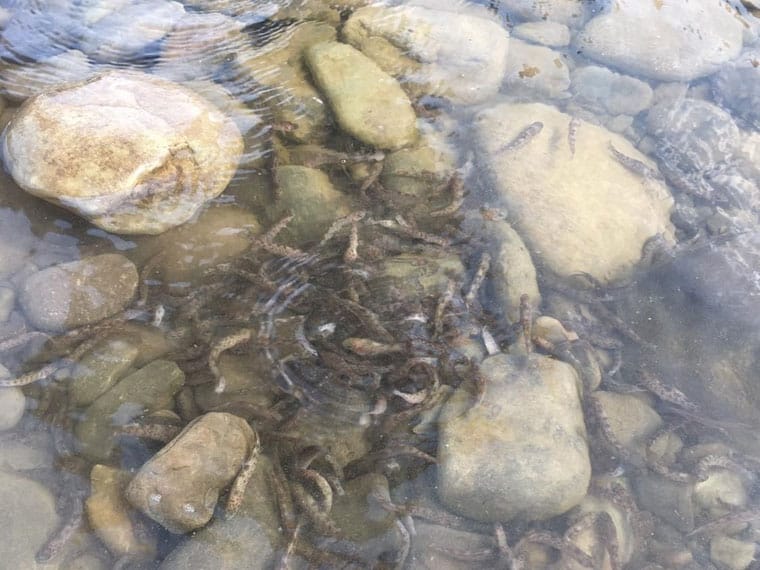 У річки Закарпаття випущено понад 2,7 тисячі екземплярів струмкової форелі