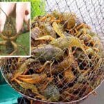 Осенняя рыбалка на малых водоемах Украины: секреты успешного клева в октябре