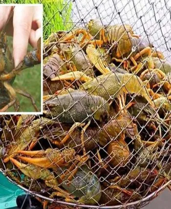 Як ловити раків в Україні без штрафів: правила та заборони
