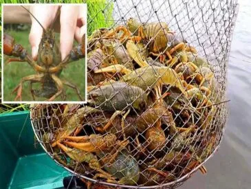 Як ловити раків в Україні без штрафів: правила та заборони