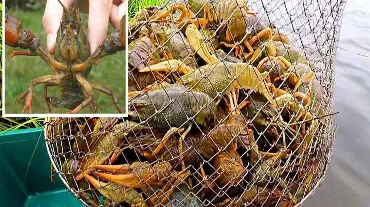 Як ловити раків в Україні без штрафів: правила та заборони