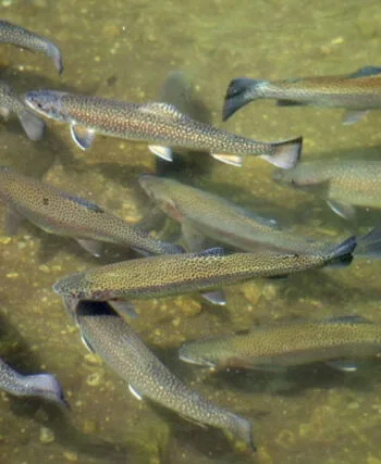 З 10 жовтня в чотирьох областях України заборонено вилов форелі