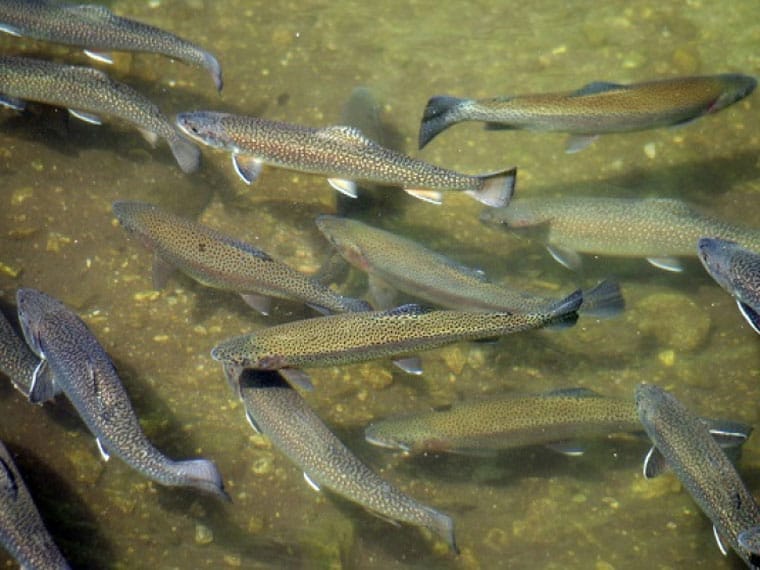 З 10 жовтня в чотирьох областях України заборонено вилов форелі