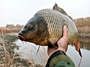 Основні проблеми при осінній ловлі коропа та карася