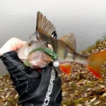 Новые приманки в деле: рыболов поделился результатами теста