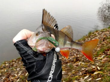 Приманка, що ловить окуня в будь-яку пору року!