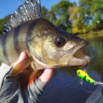 Приманка, которая ловит окуня в любое время года!