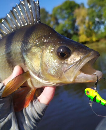 Новые приманки в деле: рыболов поделился результатами теста