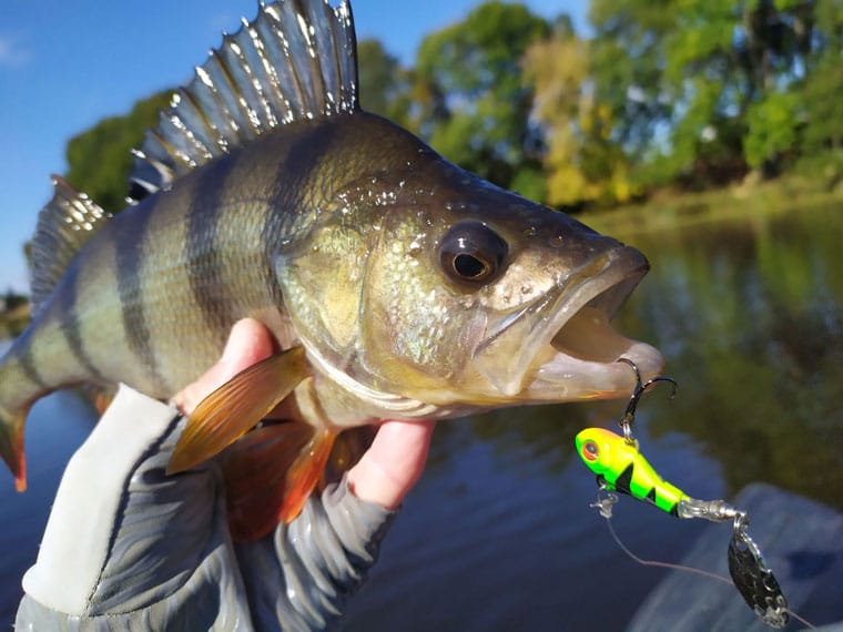 Новые приманки в деле: рыболов поделился результатами теста