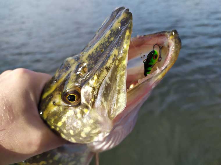 Новые приманки в деле: рыболов поделился результатами теста тейл-спиннеров