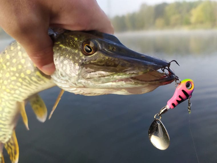 Новые приманки в деле: щука на тейл-спиннер