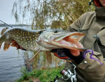 найкращі приманки для риболовлі в листопаді