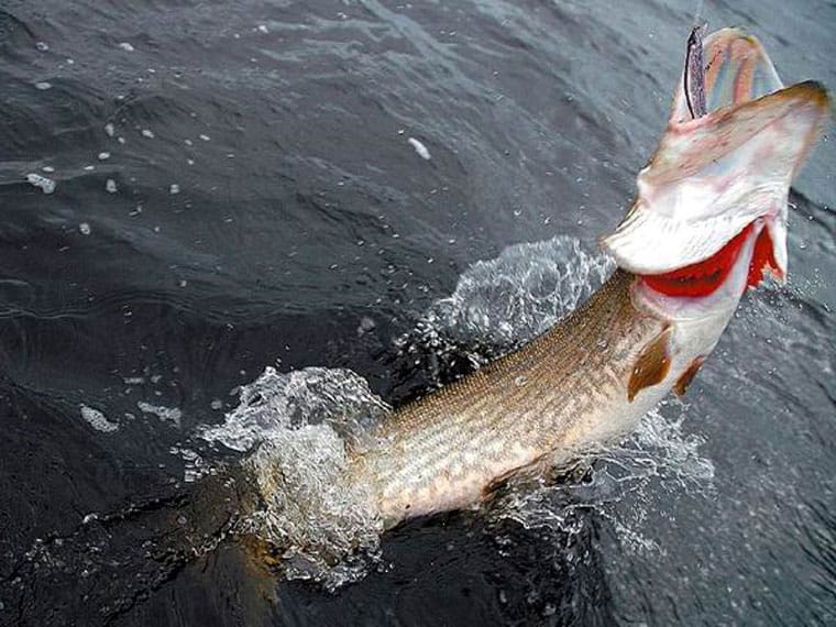 Як обрати правильний час для ловлі щуки