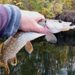 Щука осенью: секреты трофейной ловли