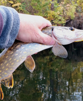 Осенняя рыбалка на Ворскле: щука клюет неохотно