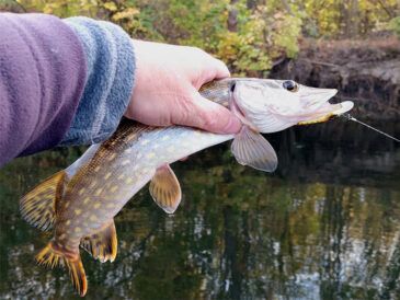 Осенняя рыбалка на Ворскле: щука клюет неохотно