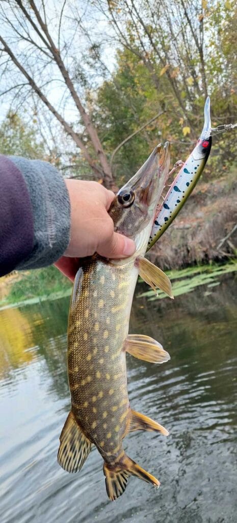 Ловля щуки на Ворскле. Фото 3