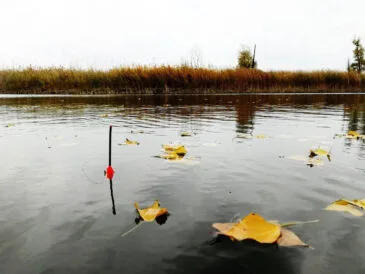 З 1 листопада в Україні вводиться заборона на вилов риби: важливі деталі