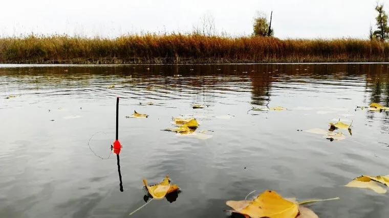 З 1 листопада в Україні вводиться заборона на вилов риби: важливі деталі