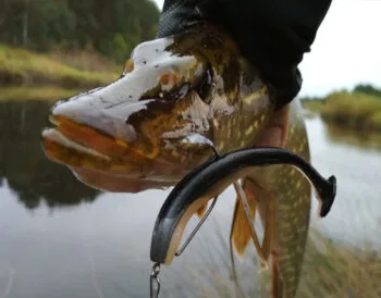 Як зловити трофейну щуку на мілководді