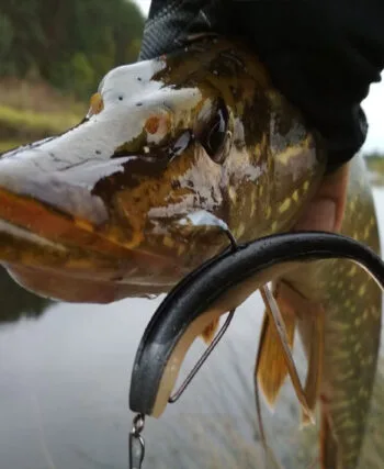Як зловити трофейну щуку на мілководді