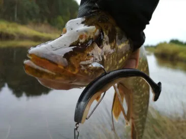Як зловити трофейну щуку на мілководді