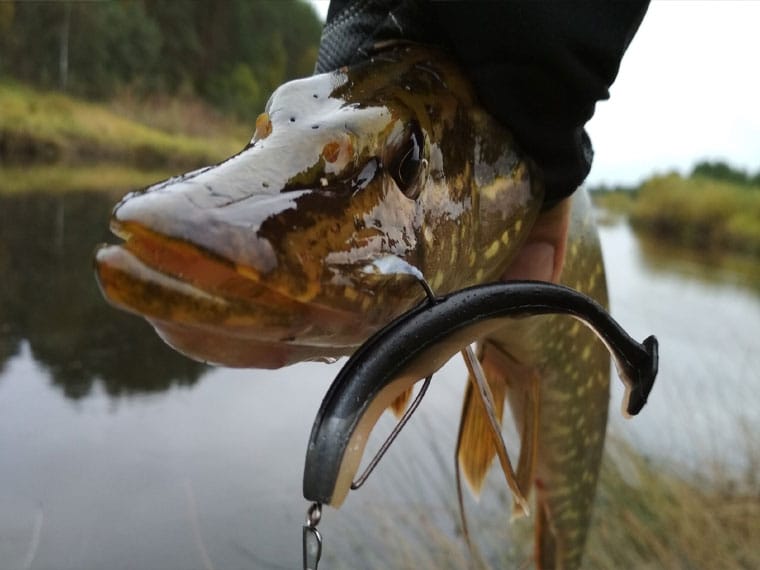 Як зловити трофейну щуку на мілководді
