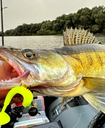 Деснянський трофейний судак