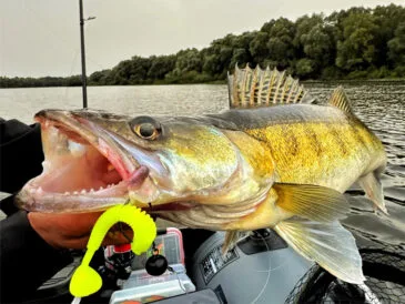 Деснянський трофейний судак