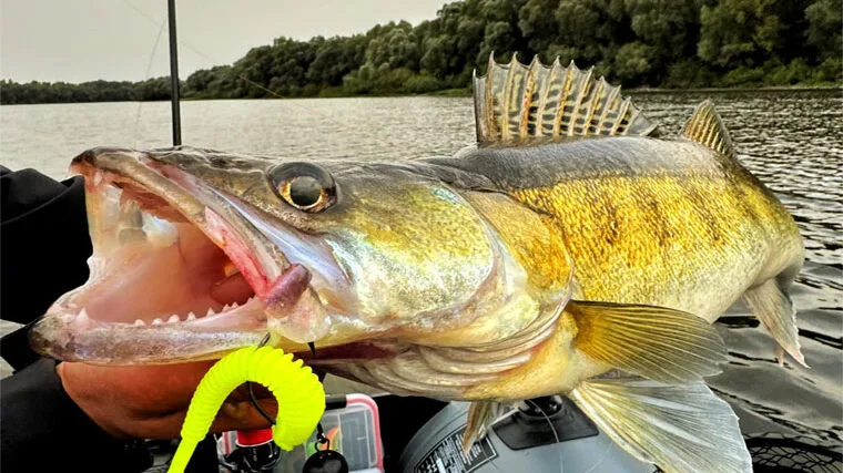 Деснянський трофейний судак