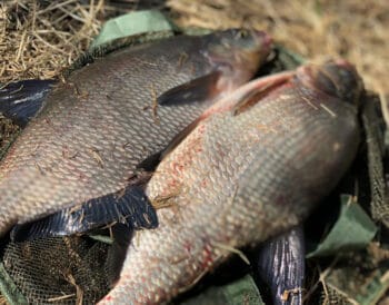 Чому саме осінь - найкращий час для лову ляща?