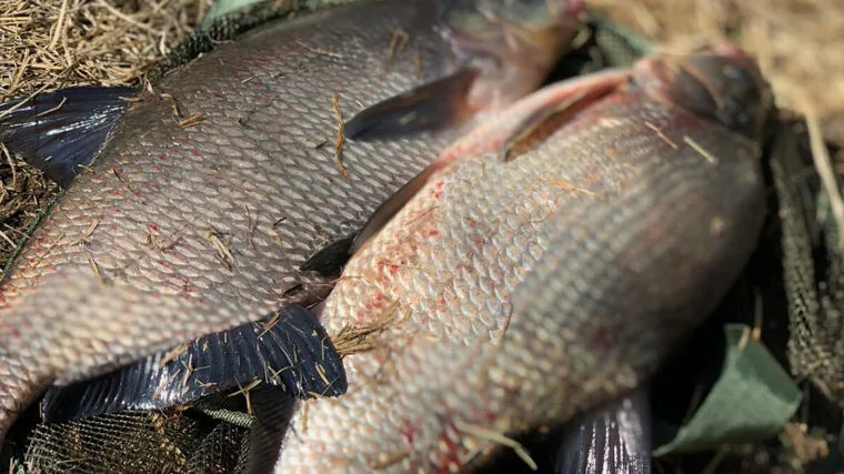 Чому саме осінь - найкращий час для лову ляща?