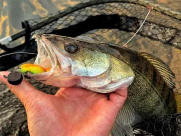 Риболовля на Десні: трофейний улов на перевірену снасть