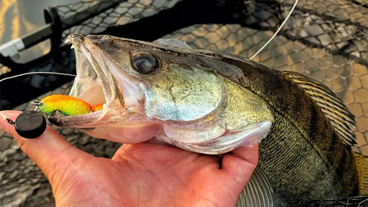 Риболовля на Десні: трофейний улов на перевірену снасть