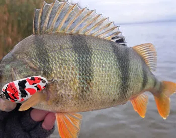 Окуневый рай: рыбачка поймала впечатляющих окуней