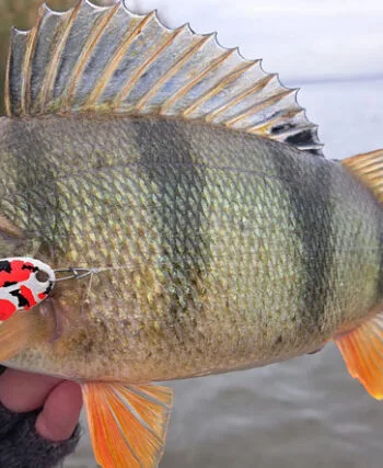 Окуневый рай: рыбачка поймала впечатляющих окуней