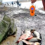 5 самых крупных рыб Украины: где ловить и на что клюют