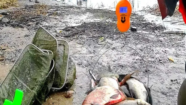 Риболовля в листопаді: коли, як і на що краще ловити рибу