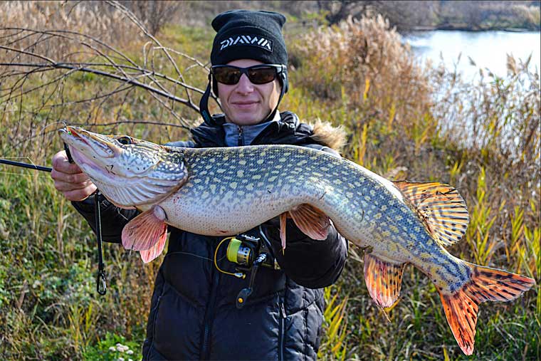 Щука. Где водится, чем ловить
